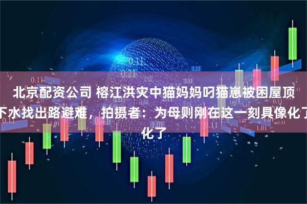 北京配资公司 榕江洪灾中猫妈妈叼猫崽被困屋顶下水找出路避难，拍摄者：为母则刚在这一刻具像化了